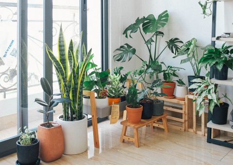 Sala com plantas